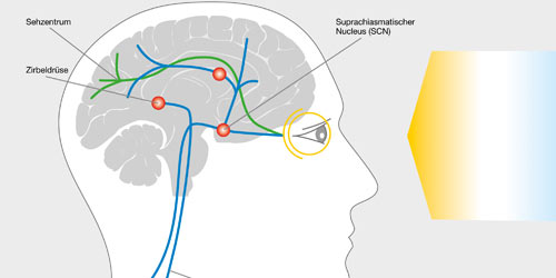 Grafik zur Verarbeitung von Licht im menschlichen Auge von licht.de