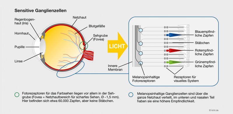 Licht taktet den Menschen – auch am Arbeitsplatz. Nicht-visuelle Wirkungen  von Licht 