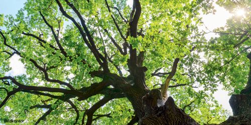 Energieeffizienz und Umwelt Energieeffizienz und Umwelt