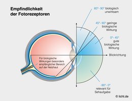 Darstellung optimalen Lichteinfalls von biologisch wirksamem Licht ins Auge.